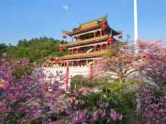 青山之上的“程序之困”--广东观音山国家森林公园事